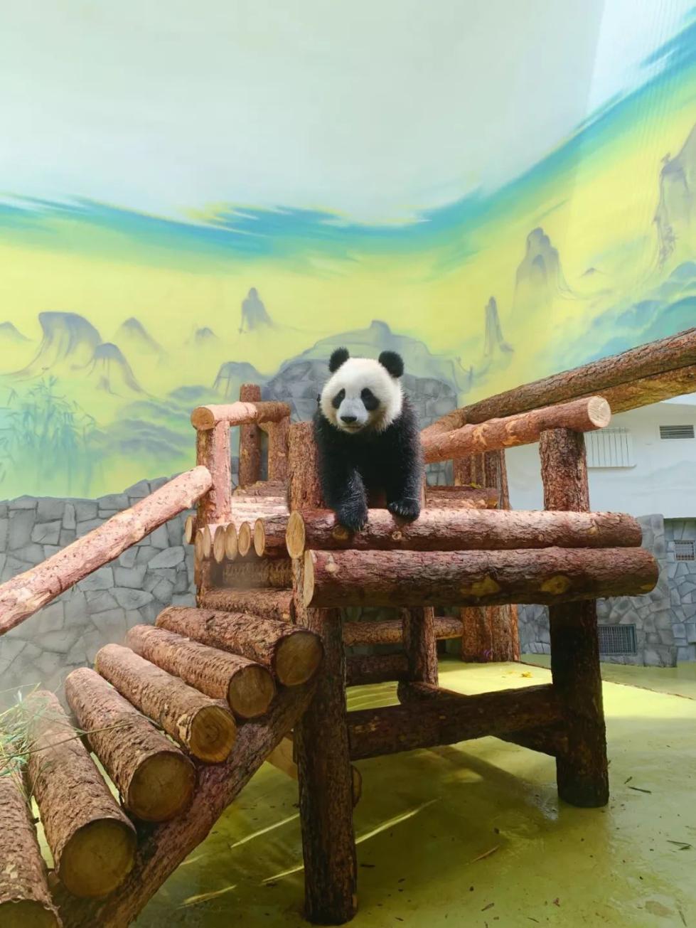 大熊貓“丁丁”在室內運動場
