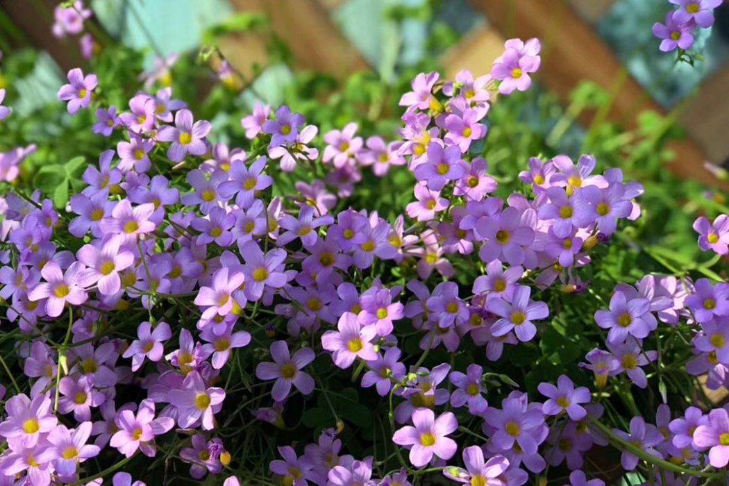 Clematis versicolor