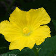 絲瓜花(絲瓜花) 絲瓜花(絲瓜花)
