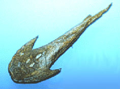 頭甲魚