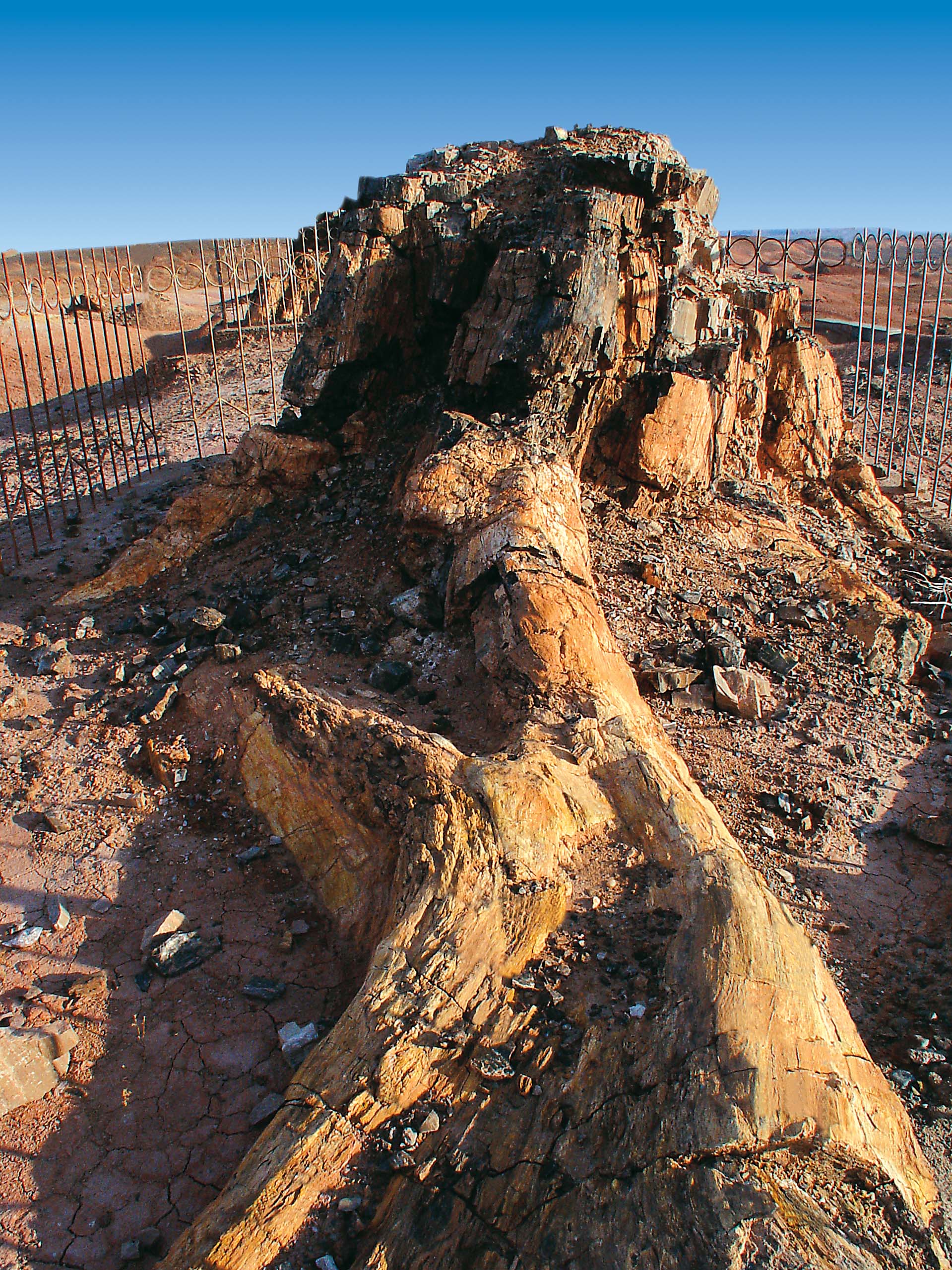 矽化木-恐龍國家地質公園
