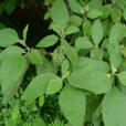 野茄樹 野茄樹