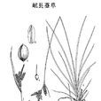 岷縣薹草 岷縣薹草