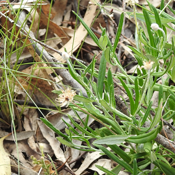 Rutidosis lanata