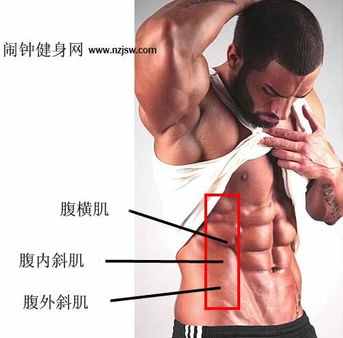 外斜肌 外斜肌