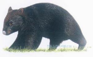 昆士蘭毛鼻袋熊