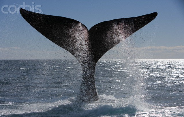 生活在南冰洋的藍鯨
