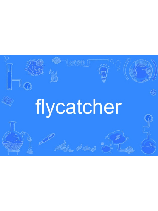 flycatcher flycatcher