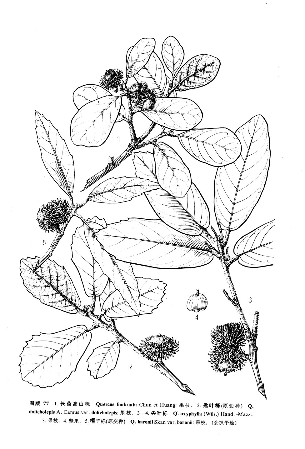 匙葉櫟（原變種）