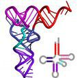 核糖核酸(rna)