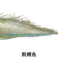 粗鰭魚 粗鰭魚