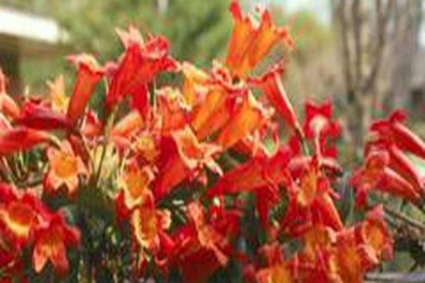 Bignonia capreolata \x27Tangerine Beauty\x27 Bignonia capreolata \x27Tangerine Beauty\x27