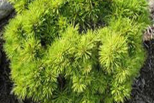Pinus strobus \x27Horsford\x27
