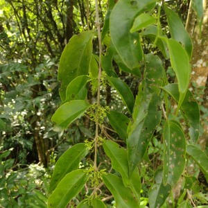 Struthanthus rhynchophyllus