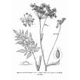 柳葉芹(雞爪芹(雞爪芹)) 柳葉芹(雞爪芹(雞爪芹))