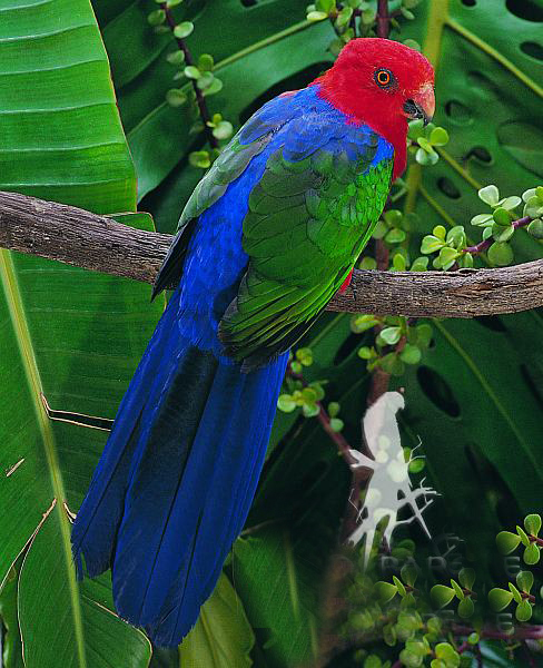 安汶島王鸚鵡指名亞種