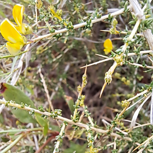 Aspalathus acuminata