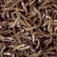 小魚乾(曬乾的小魚)