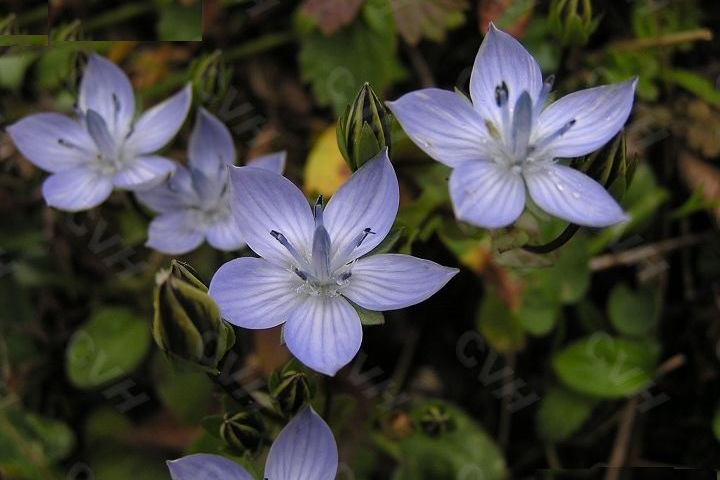 肋柱花屬 肋柱花屬