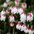 草靈芝(草靈芝) 草靈芝(草靈芝)