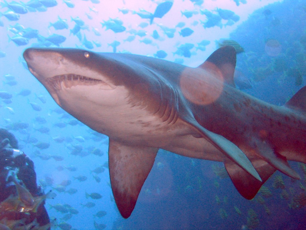 錐齒鯊
