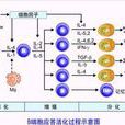 免疫無應答性 免疫無應答性