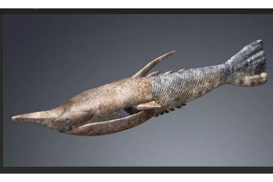 盾鰭魚 盾鰭魚