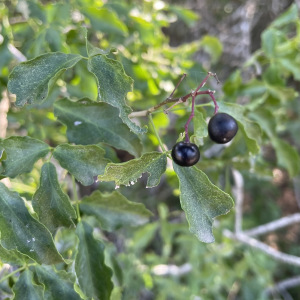 Amyris texana