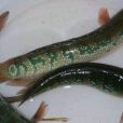 發光炬燈魚 發光炬燈魚