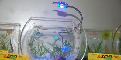 培育螢光魚