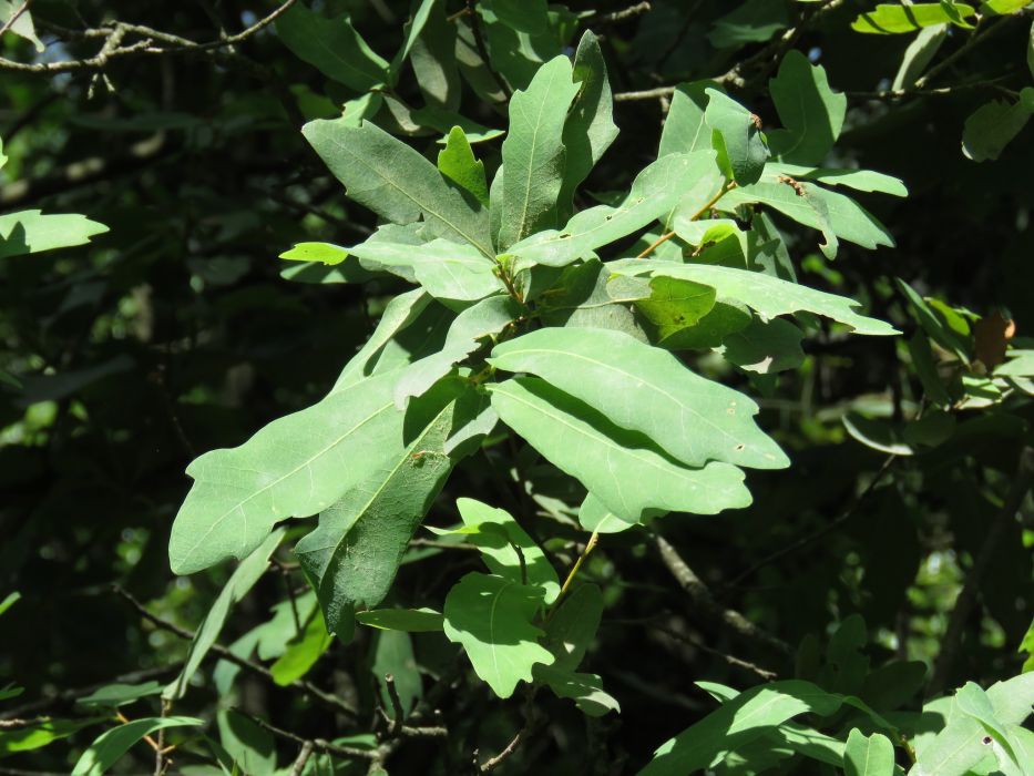 Quercus porphyrogenita