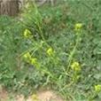 綿毛叢菔 綿毛叢菔