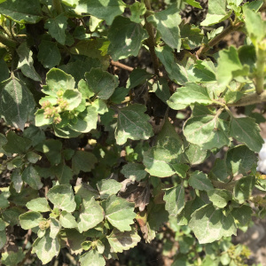 Ophryosporus floribundus