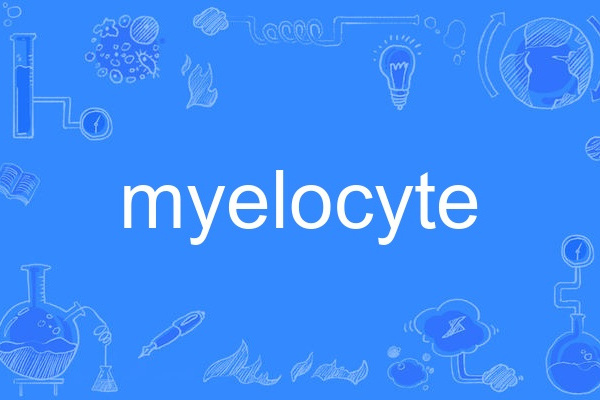myelocyte myelocyte