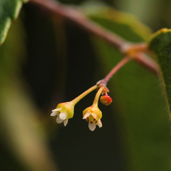 Gerrardina eylesiana