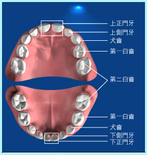 牙齒的基本構造