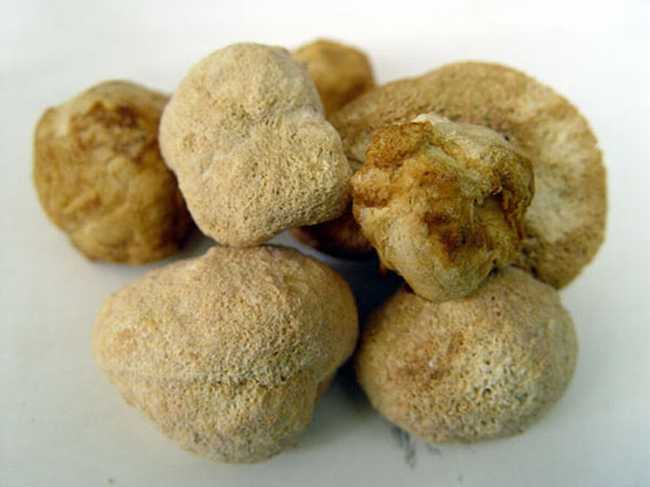 猴頭菇(猴頭蘑)