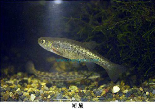 湖鱥 湖鱥