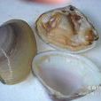 海蛤殼(海蛤殼)
