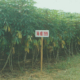 南植199 南植199