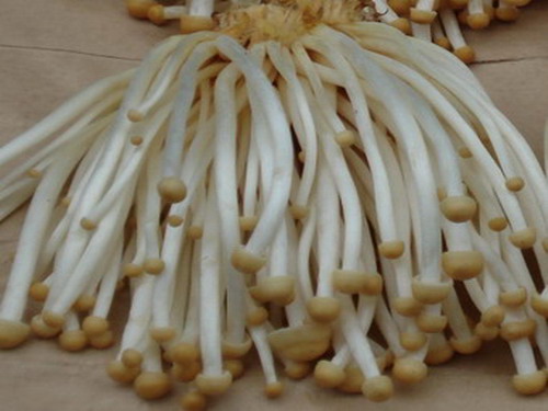 金針菇
