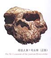 湖北鄖縣人頭骨化石