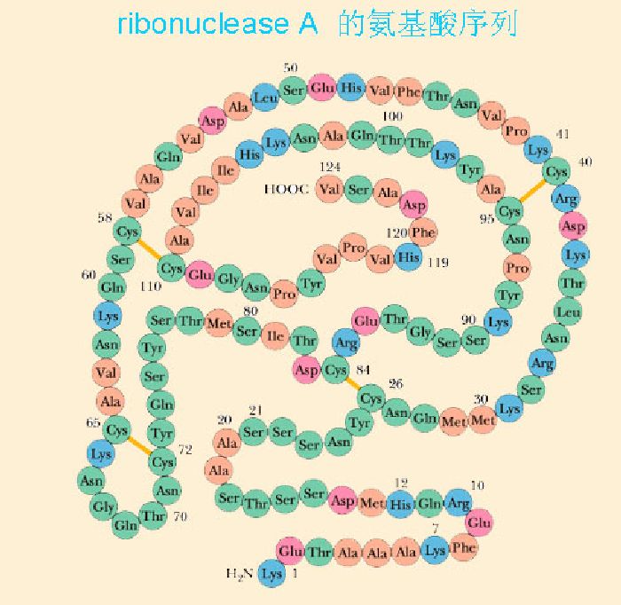 核糖核酸酶(RNA酶)