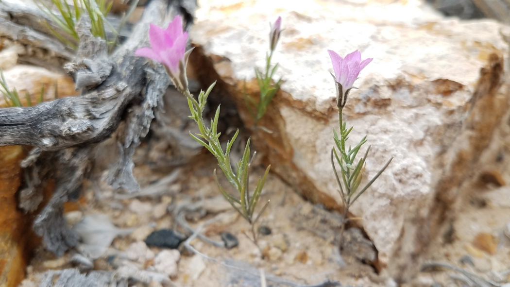 Bryantiella palmeri