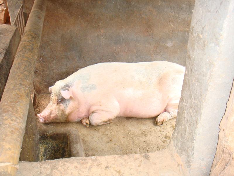下箐頭自然村-生豬養殖