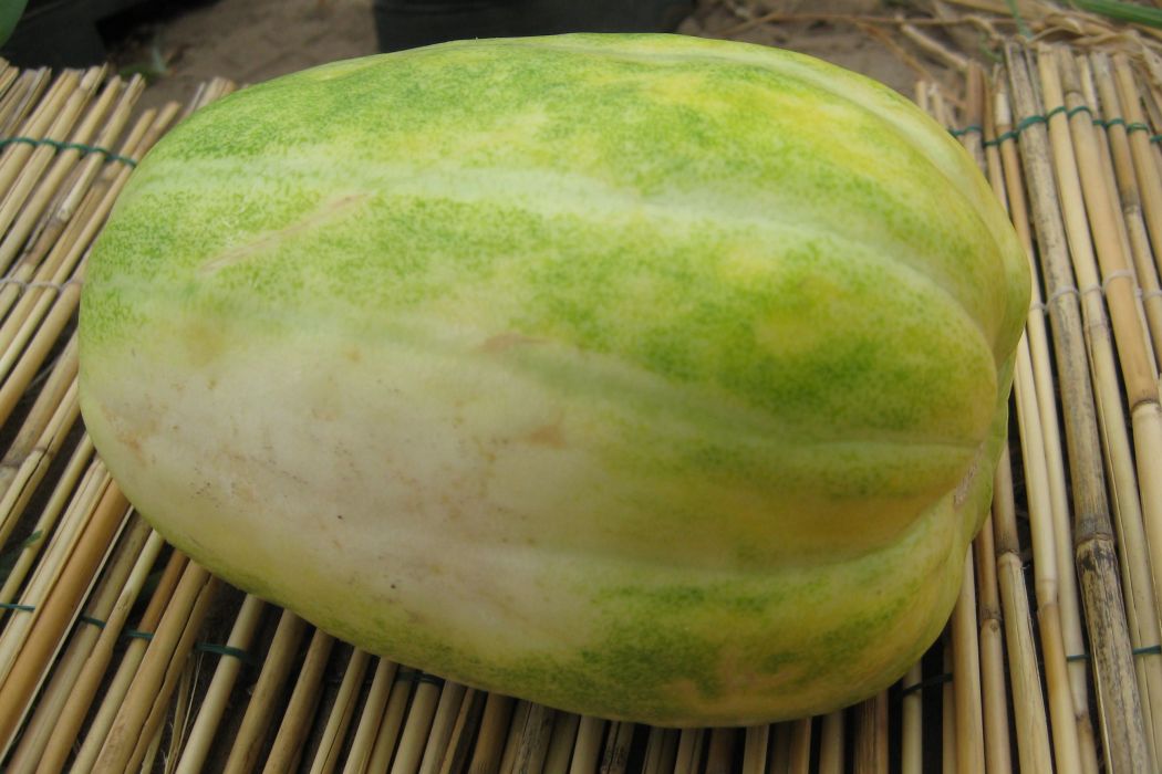 柳河溝香瓜 柳河溝香瓜