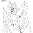 龍州樓梯草 龍州樓梯草