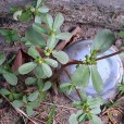 白花豬母菜(玄參科假馬齒莧屬植物)