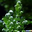 溪苔科 溪苔科