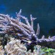 湛藍鹿角珊瑚